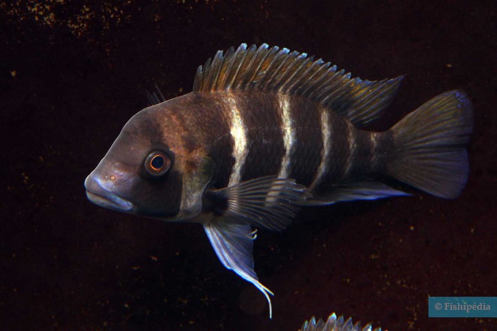 Cyphotilapia frontosa