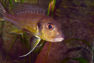 Limnochromis abeelei Cichlidae