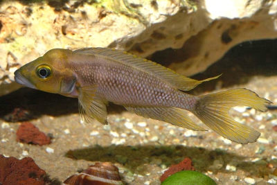 Neolamprologus furcifer Cichlidae