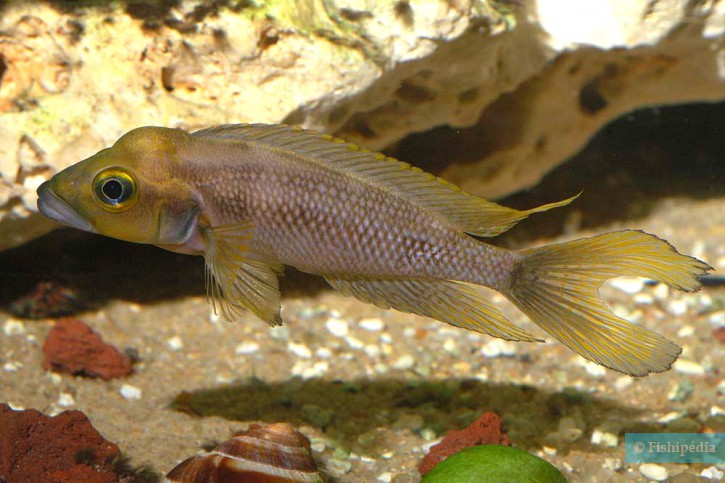 Neolamprologus furcifer