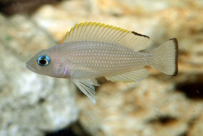 Neolamprologus leloupi Cichlidae