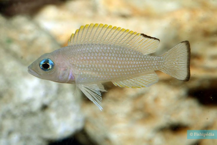 Neolamprologus leloupi