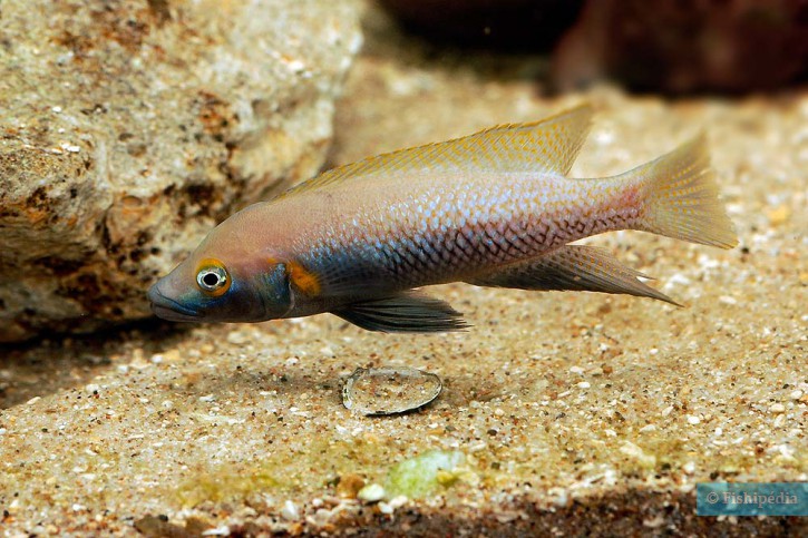 Neolamprologus nigriventris