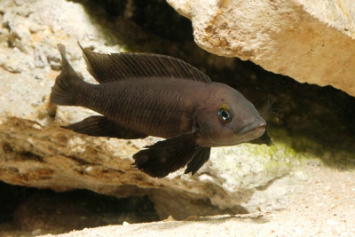 Neolamprologus pectoralis Cichlidae