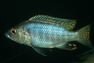 Ahli Cichlidae
