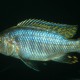 picture of Sciaenochromis ahli