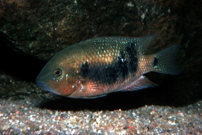 Godmanni Cichlidae