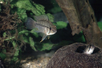 Apistogramma urteagai Cichlidae