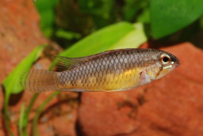 Apistogramma iniridae Cichlidae