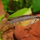 picture of Apistogramma iniridae