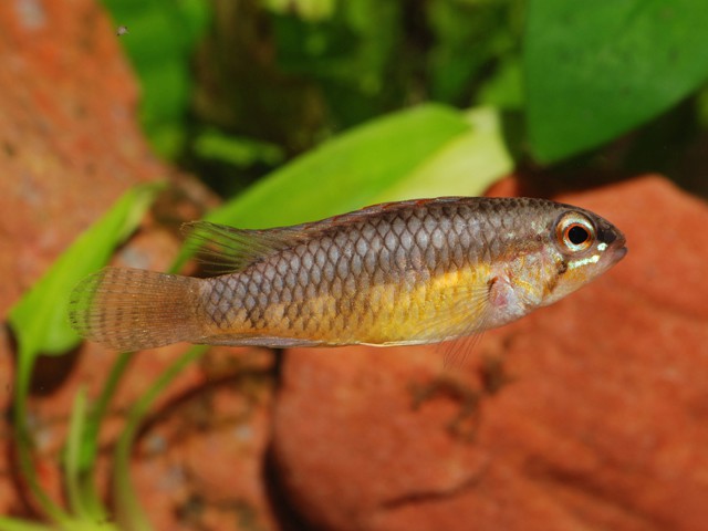 Apistogramma iniridae