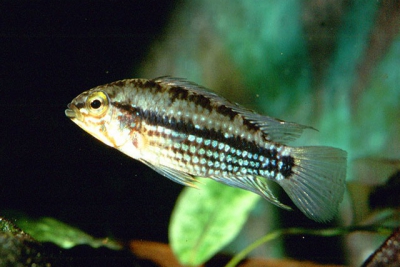 Apistogramma rubrolineata Cichlidae