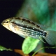 picture of Apistogramma rubrolineata