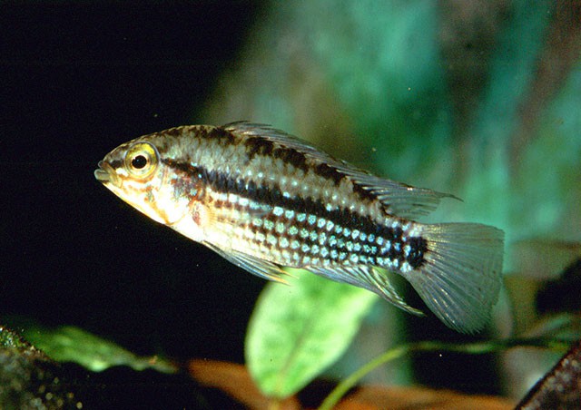 Apistogramma rubrolineata