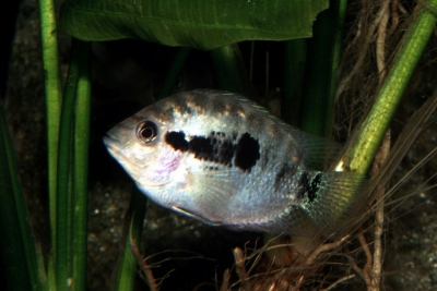Archocentrus spinosissimus Cichlidae