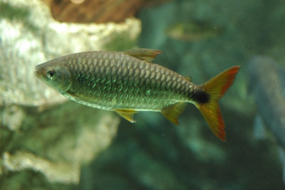 Brycinus affinis