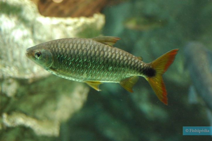 Brycinus affinis