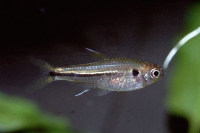 Bryconella pallidifrons