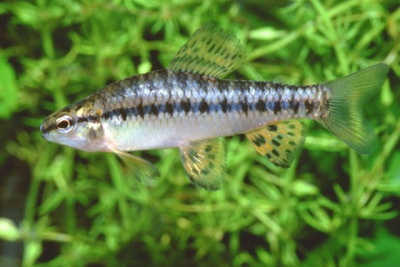 Characidium rachovii Crenuchidae