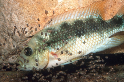 Amphilophus istlanus Cichlidae