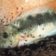 picture of Amphilophus istlanus