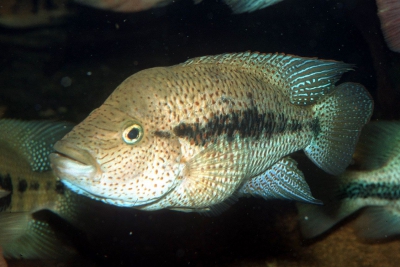Chiapaheros grammodes Cichlidae