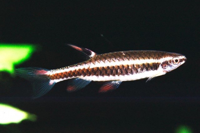 Copella metae