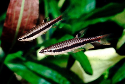 Copella nigrofasciata Lebiasinidae