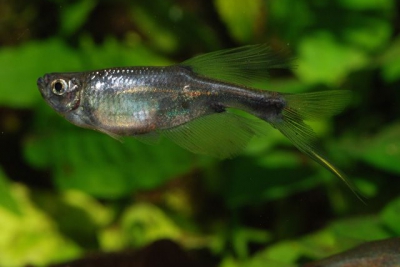 Corynopoma riisei Characidae