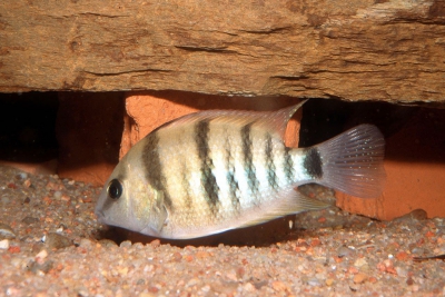 cutteri Cichlidae