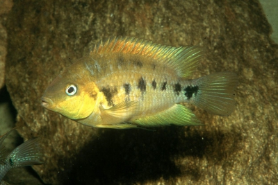 nain jaune Cichlidae