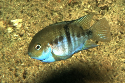 sajica Cichlidae