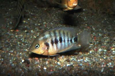 septem Cichlidae