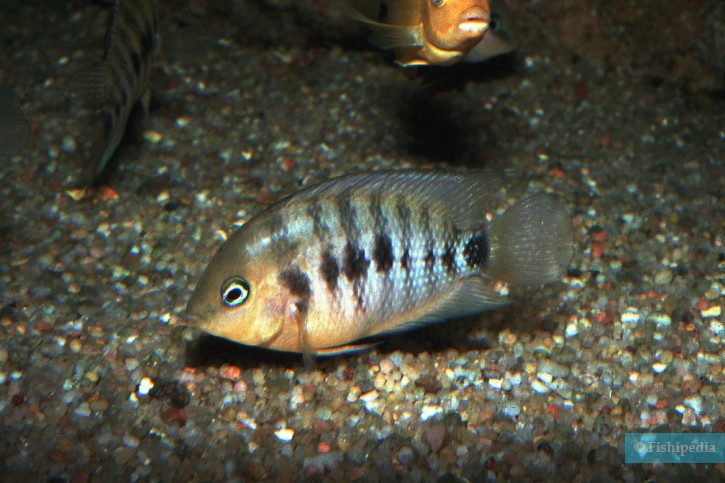 Amatitlania septemfasciata