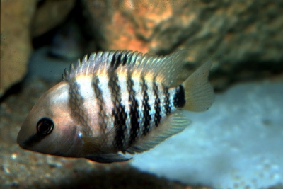 spilurus Cichlidae