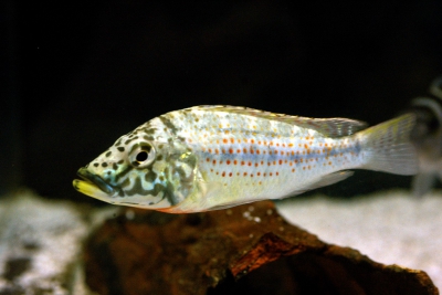 Horei Cichlidae