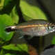 picture of Hemigrammus hyanuary