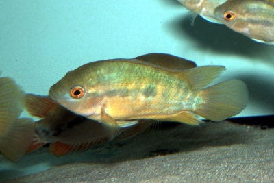 Herotilapia multispinosa Cichlidae