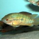 picture of Herotilapia multispinosa