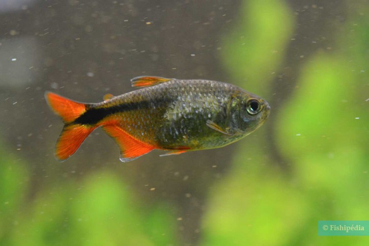 Hyphessobrycon anisitsi - tetra Buenos Aires