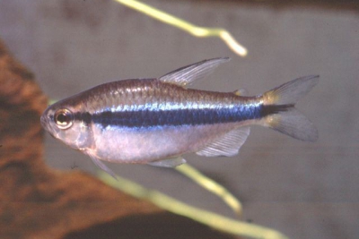 Hyphessobrycon cyanotaenia Characidae