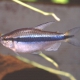 picture of Hyphessobrycon cyanotaenia