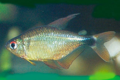 Hyphessobrycon loweae Characidae
