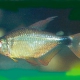 picture of Hyphessobrycon loweae