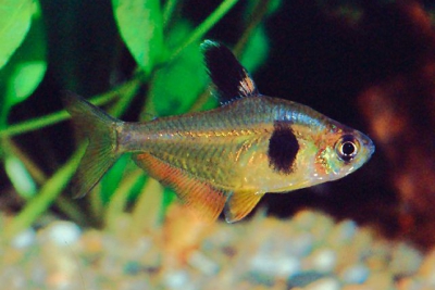 Hyphessobrycon takasei Characidae