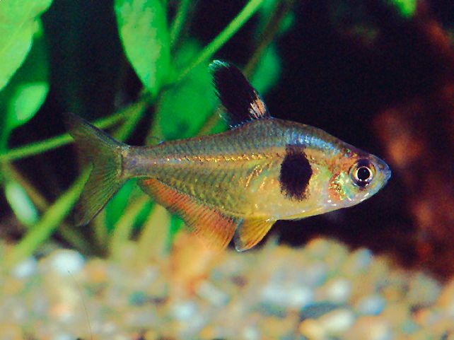 Hyphessobrycon takasei