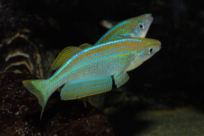 Lamprichthys tanganicanus Poeciliidae