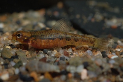 Microcharacidium eleotrioides