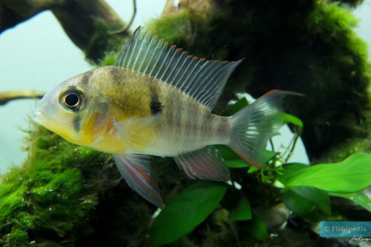 Mikrogeophagus altispinosus - ramirezi boliviano