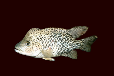 Nandopsis haitiensis Cichlidae